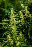Haze CBD Auto Regular Seeds - 10-TTS-CBDHZ-AUTO-REG-10