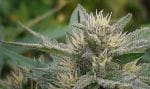 Early Sativa Regular Seeds - 10-TTS-ERLSTV-REG-10
