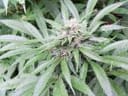 Haze Tao Auto Regular Seeds - 10-TTS-HAZET-AUTO-REG-10