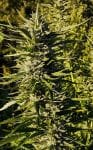 Haze Tao Auto Regular Seeds - 10-TTS-HAZET-AUTO-REG-10
