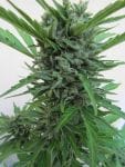 Micron Tao Auto Regular Seeds - 10-TTS-MCRT-AUTO-REG-10