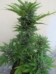 Micron Tao Auto Regular Seeds - 10-TTS-MCRT-AUTO-REG-10