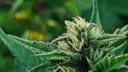 Sativa Samadhi Regular Seeds - 10-TTS-STVSMDH-REG-10