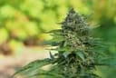Super Tao Auto Regular Seeds - 10-TTS-SUPAT-AUTO-REG-10