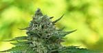 Super Tao Auto Regular Seeds - 10-TTS-SUPAT-AUTO-REG-10