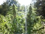 Super Tao Auto Regular Seeds - 10-TTS-SUPAT-AUTO-REG-10