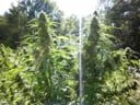 Super Tao Auto Regular Seeds - 10-TTS-SUPAT-AUTO-REG-10