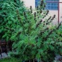 Tao Purple Regular Seeds - 10-TTS-TAOPURP-REG-10