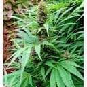 Tao Purple Regular Seeds - 10-TTS-TAOPURP-REG-10