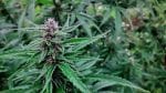 Tao Purple Regular Seeds - 10-TTS-TAOPURP-REG-10