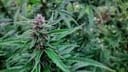 Tao Purple Regular Seeds - 10-TTS-TAOPURP-REG-10