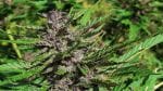 Tao Purple Regular Seeds - 10-TTS-TAOPURP-REG-10