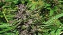 Tao Purple Regular Seeds - 10-TTS-TAOPURP-REG-10