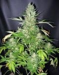 Master Kush x Skunk Regelmäßig Saatgut - 18-MRNMKXSK