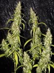 Neville's Haze Regular Seeds - 18-MRNNHZ
