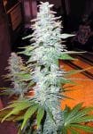 Black Widow Regular Seeds - 18-MRNBW