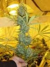 Critical Haze Regular Seeds - 18-MRNCH