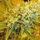 Critical Haze Regular Seeds - 18-MRNCH
