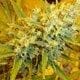 Critical Haze Regular Seeds - 18-MRNCH