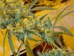 Critical Haze Regular Seeds - 18-MRNCH