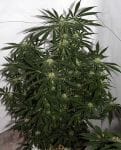 Early Skunk Haze Regular Seeds - 18-MRNEPSXHZ