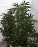 Early Skunk Haze Regular Seeds - 18-MRNEPSXHZ