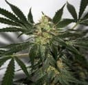 Early Skunk Haze Regular Seeds - 18-MRNEPSXHZ