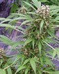 Early Skunk Regular Seeds - 18-MRNEPXSK