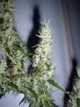 Mango Haze Regular Seeds - 18-MRNMGHZ