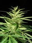 Master Kaze (Master Kush Skunk x Afghan Haze) Regular Seeds - 18-MRNMKSKXAH