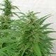 Master Kaze (Master Kush Skunk x Afghan Haze) Regular Seeds - 18-MRNMKSKXAH