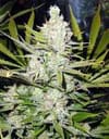 Super Silver Haze Regular Seeds - 18-MRNSSHZ