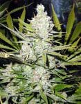 Super Silver Haze Regular Seeds - 18-MRNSSHZ