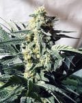 G13 Widow Regular Seeds - 18-MRNG13W