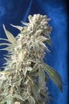 AK47 Regular Seeds - 11-SRSAK