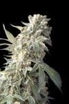 AK47 Regular Seeds - 11-SRSAK
