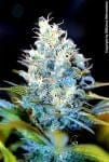 AK47 Regular Seeds - 11-SRSAK