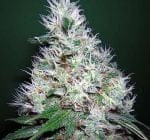 Bubble Gum Regular Seeds - 11-SRSBG