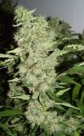 Bubble Gum Regular Seeds - 11-SRSBG