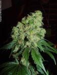 Bubble Gum Regular Seeds - 11-SRSBG
