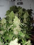 Bubble Gum Regular Seeds - 11-SRSBG