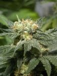 Bubble Gum Regular Seeds - 11-SRSBG