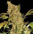 Chronic Regular Seeds - 11-SRSCH
