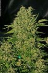 Chronic Regular Seeds - 11-SRSCH