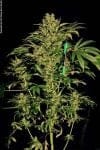 Chronic Regular Seeds - 11-SRSCH