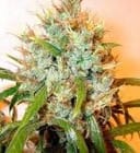 Kali Mist Regular Seeds - 11-SRSKM