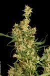Kali Mist Regular Seeds - 11-SRSKM