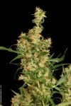 Kali Mist Regular Seeds - 11-SRSKM