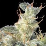Kali Mist Regular Seeds - 11-SRSKM