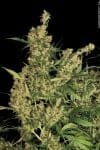 Kali Mist Regular Seeds - 11-SRSKM